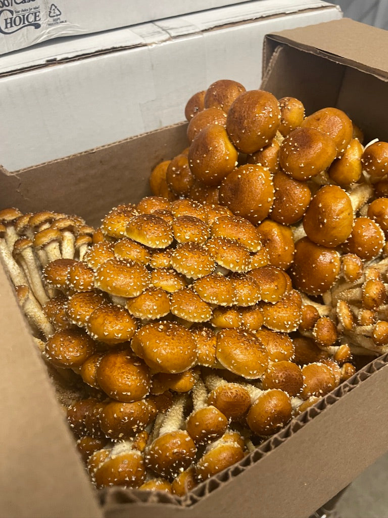 Fresh Organic Chestnut Mushrooms – Farm Pickup Only