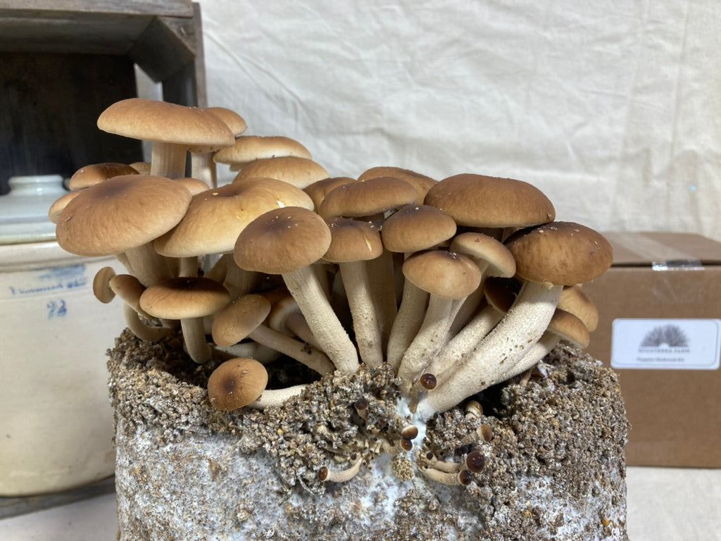 Fresh Organic Pioppino Mushrooms – Farm Pickup Only