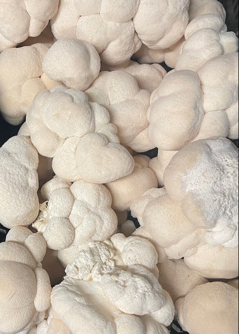 Fresh Organic Lion's Mane Mushrooms – Farm Pickup Only