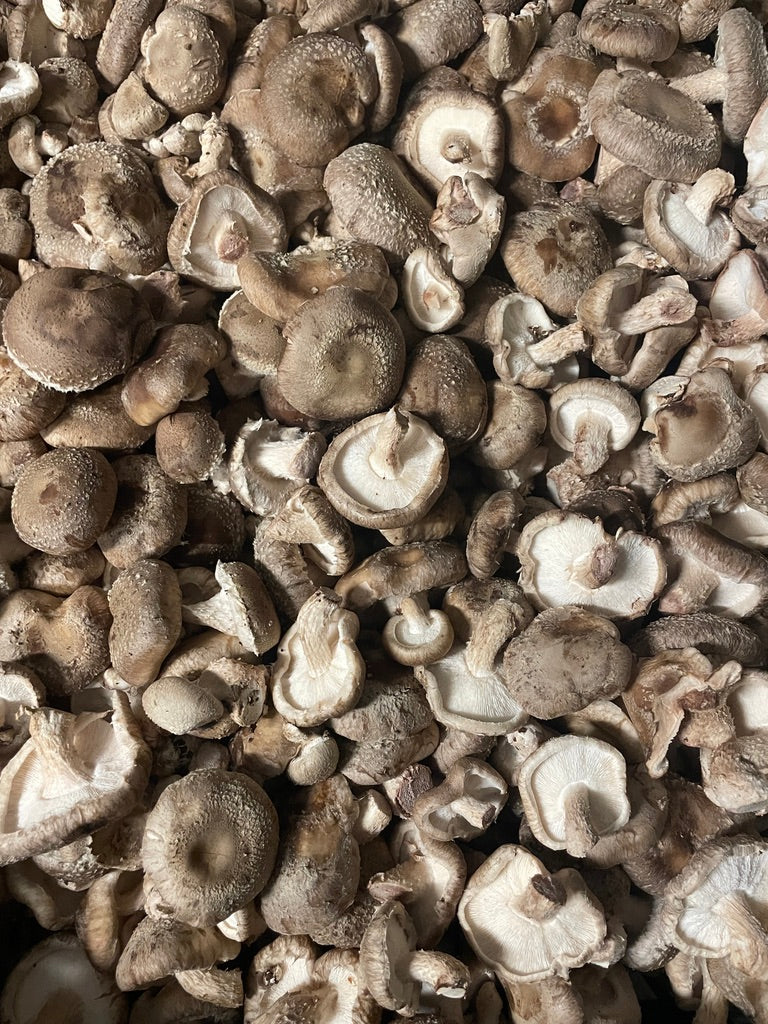 Fresh Organic Shiitake Mushrooms – Farm Pickup Only