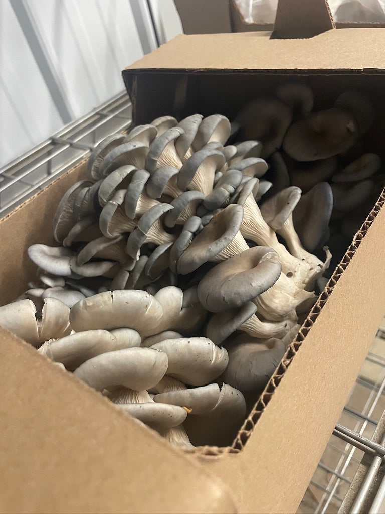 Fresh Organic Oyster Mushrooms – Farm Pickup Only