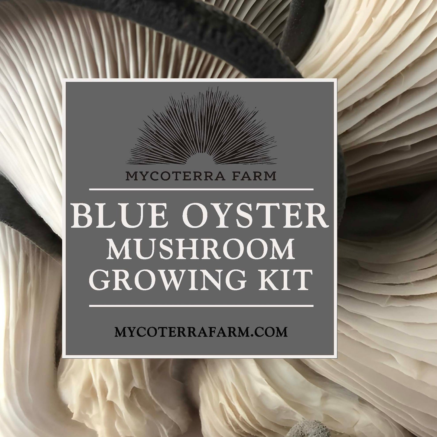 Kit Bundle