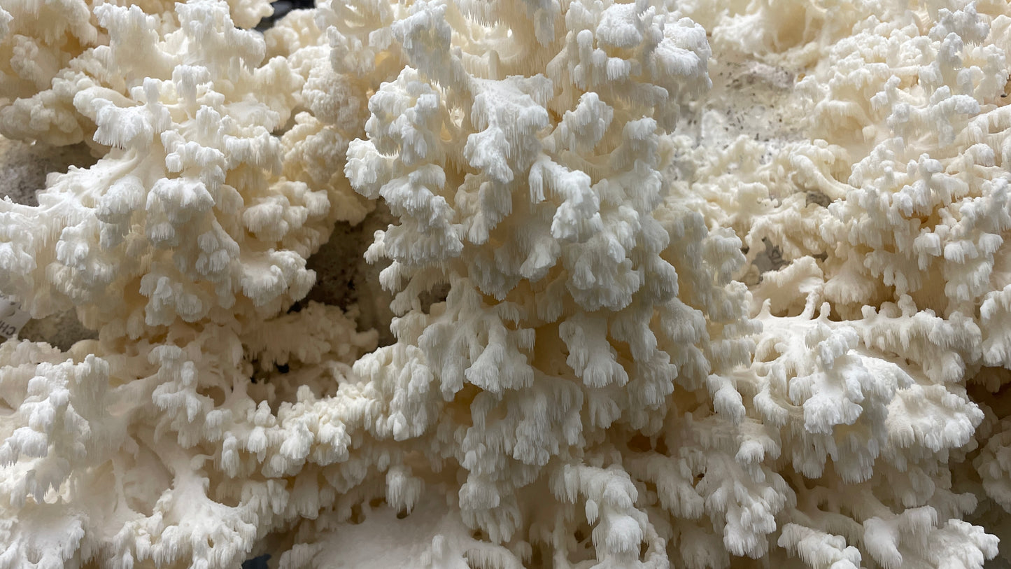 Coral Tooth Mushroom Grow Kit
