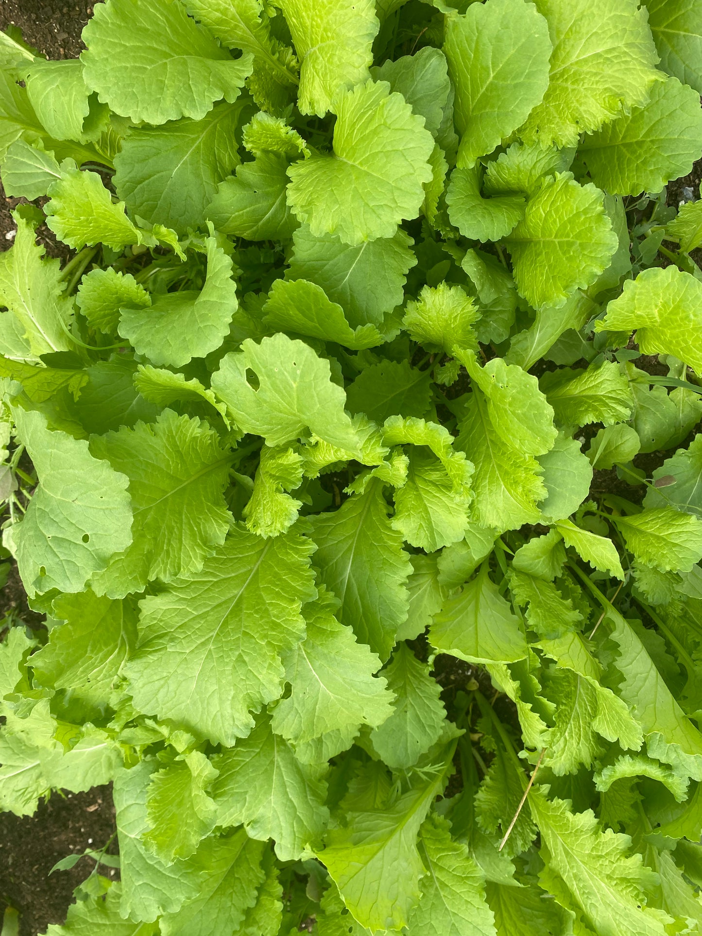 Mustard Greens (Certified Organic) – Farm Pickup Only