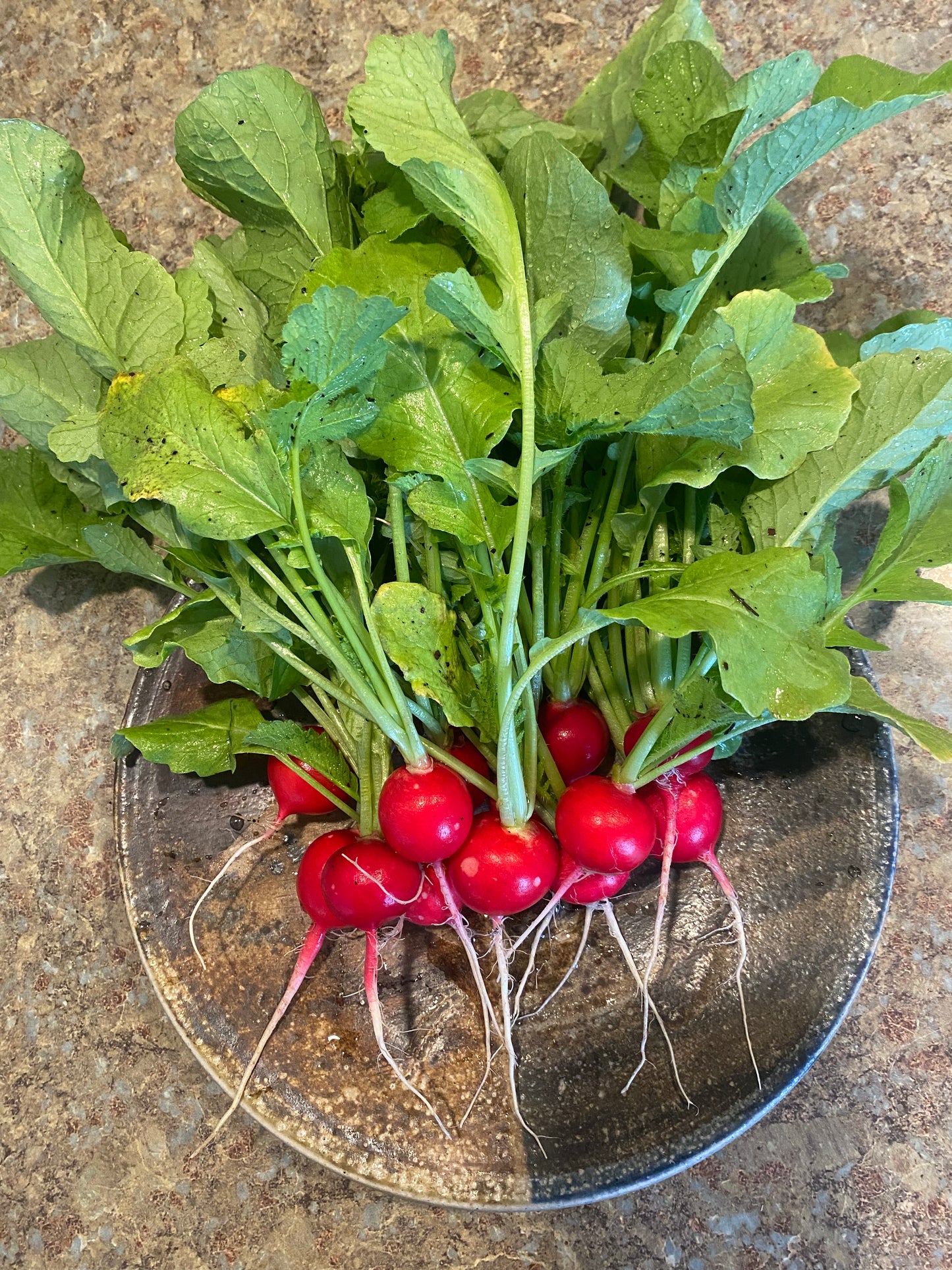Pink Beauty Radishes (Certified Organic) – Farm Pickup Only