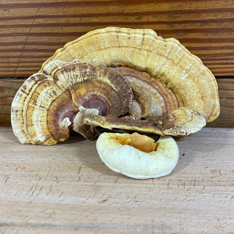 Reishi Mushroom Plug Spawn