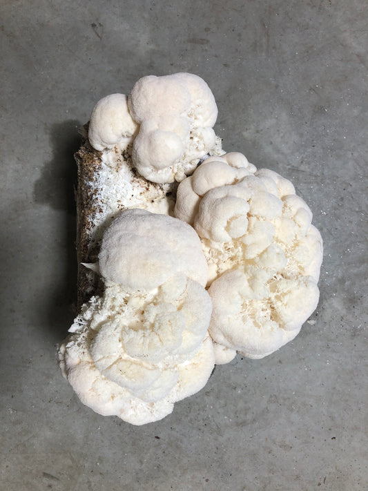Organic Lion's Mane Mushroom Grow Kit