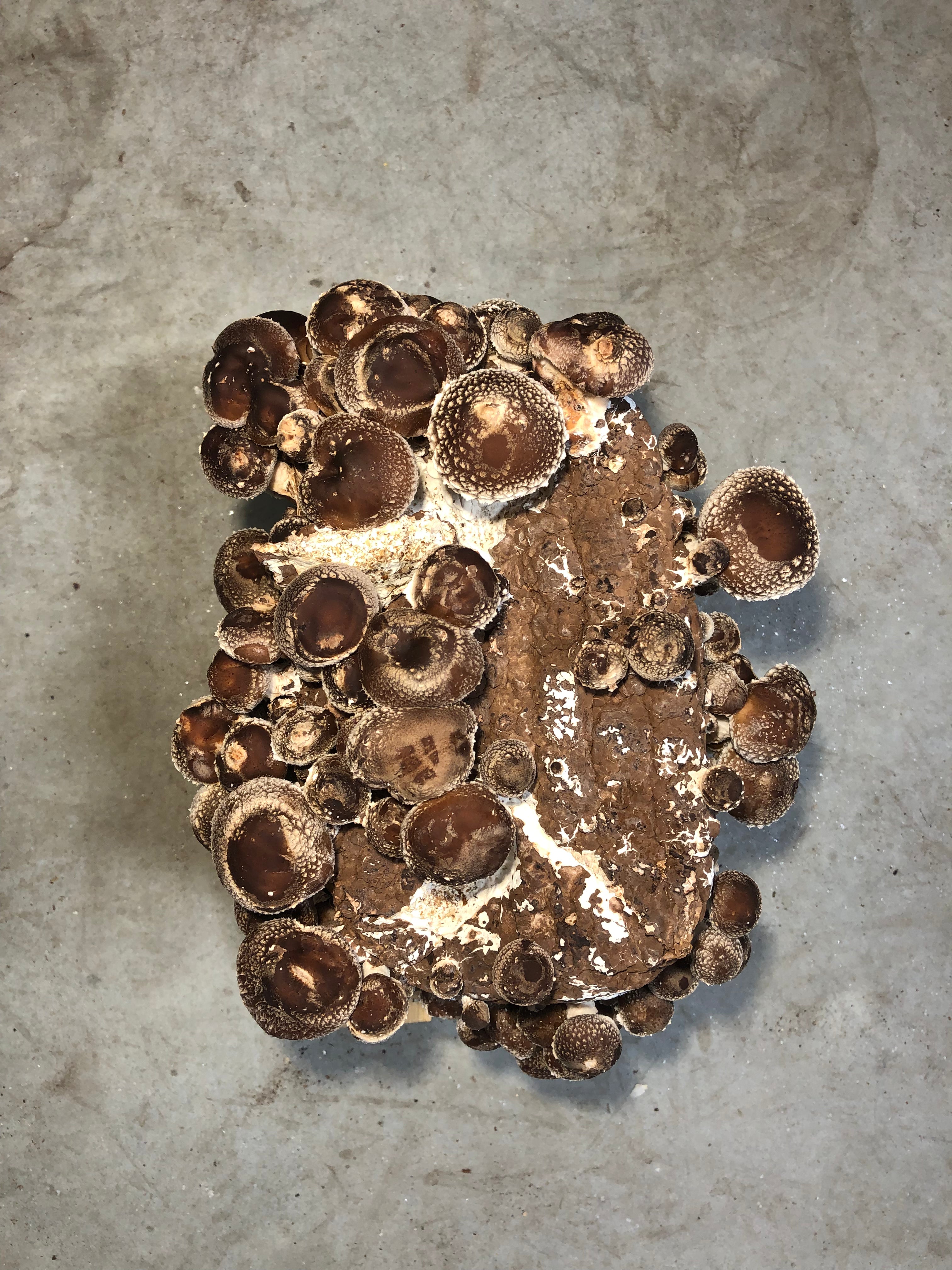 Shiitake Mushroom Grow Kit
– Mycoterra FarmAch Direct DebitAmerican ExpressApple PayDiners ClubDiscoverGoogle PayMastercardPayPalShop PayUSDCVisa