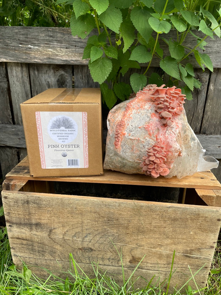 Pink Oyster Mushroom Grow Kit