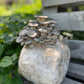 Blue Oyster Mushroom Grow Kit