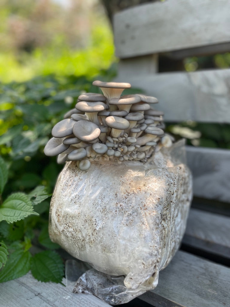 Blue Oyster Mushroom Grow Kit