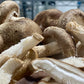 Fresh Organic Mushrooms Mixed Case– Farm Pickup Only