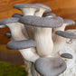 Blue Oyster Mushroom Grow Kit