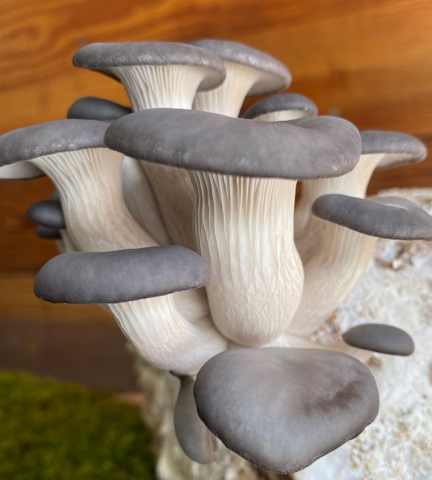 Blue Oyster Mushroom Grow Kit