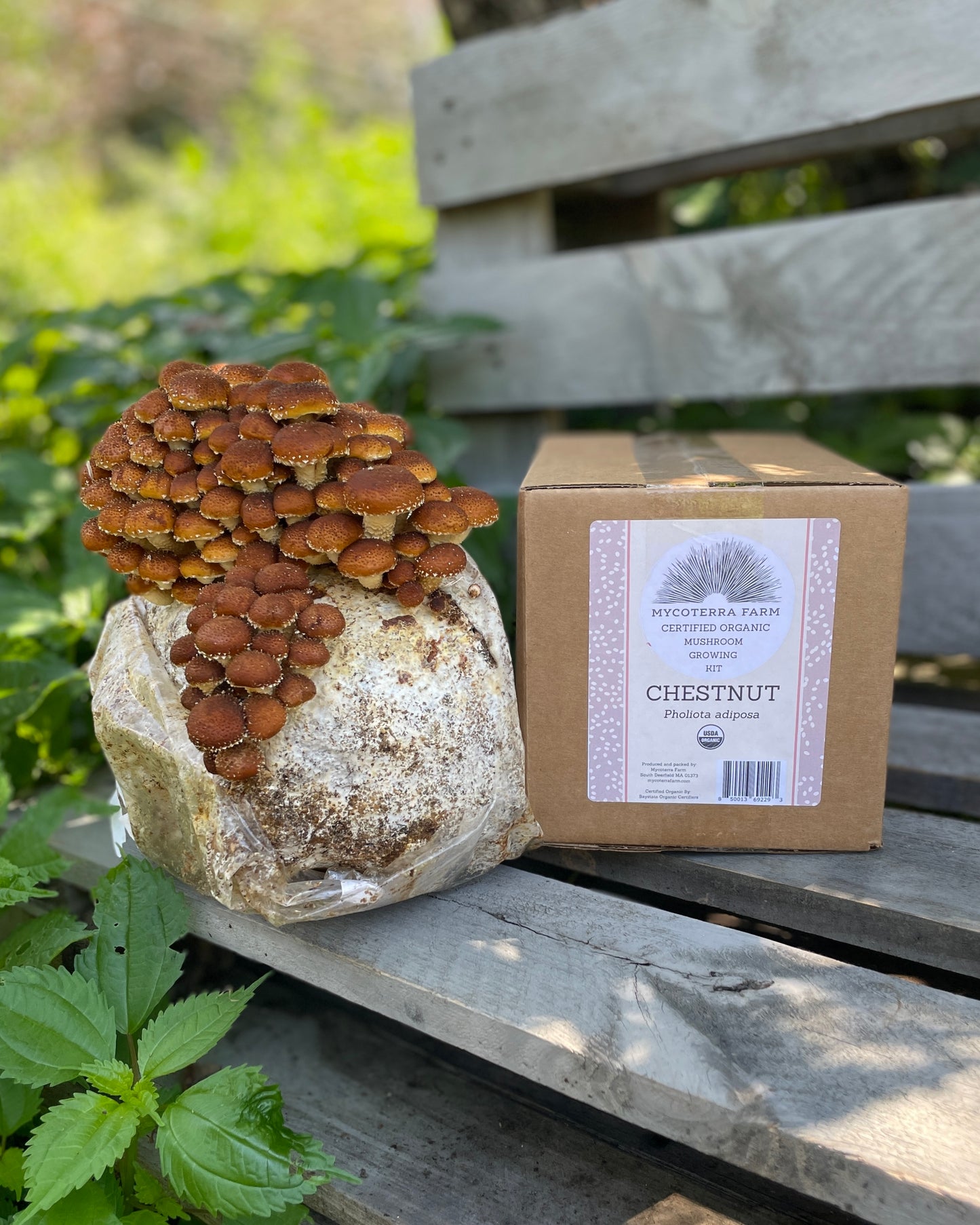 Chestnut Mushroom Grow Kit