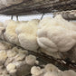 Fresh Organic Lion's Mane Mushrooms – Farm Pickup Only