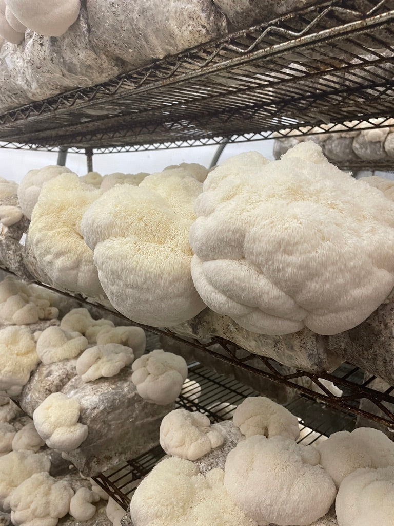 Fresh Organic Lion's Mane Mushrooms – Farm Pickup Only