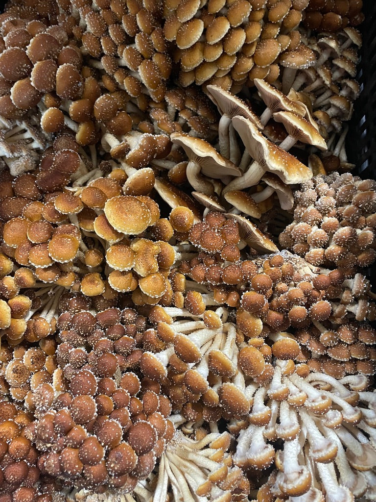 Fresh Organic Chestnut Mushrooms – Farm Pickup Only