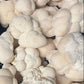Fresh Organic Lion's Mane Mushrooms – Farm Pickup Only
