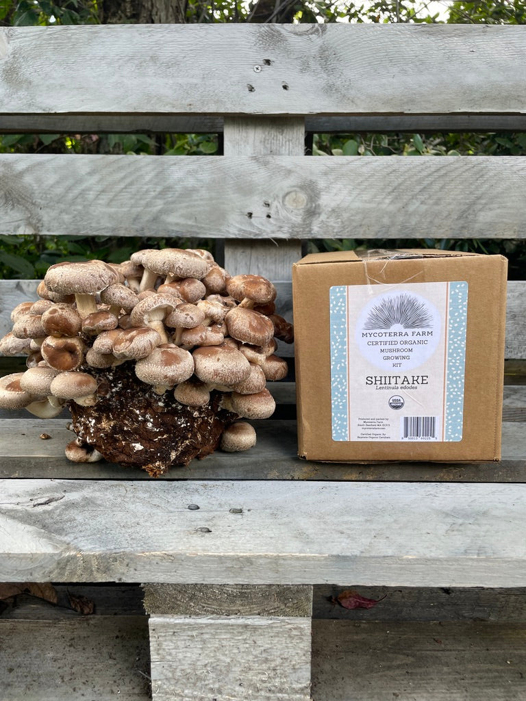 Shiitake Mushroom Grow Kit