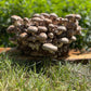 Shiitake Mushroom Grow Kit