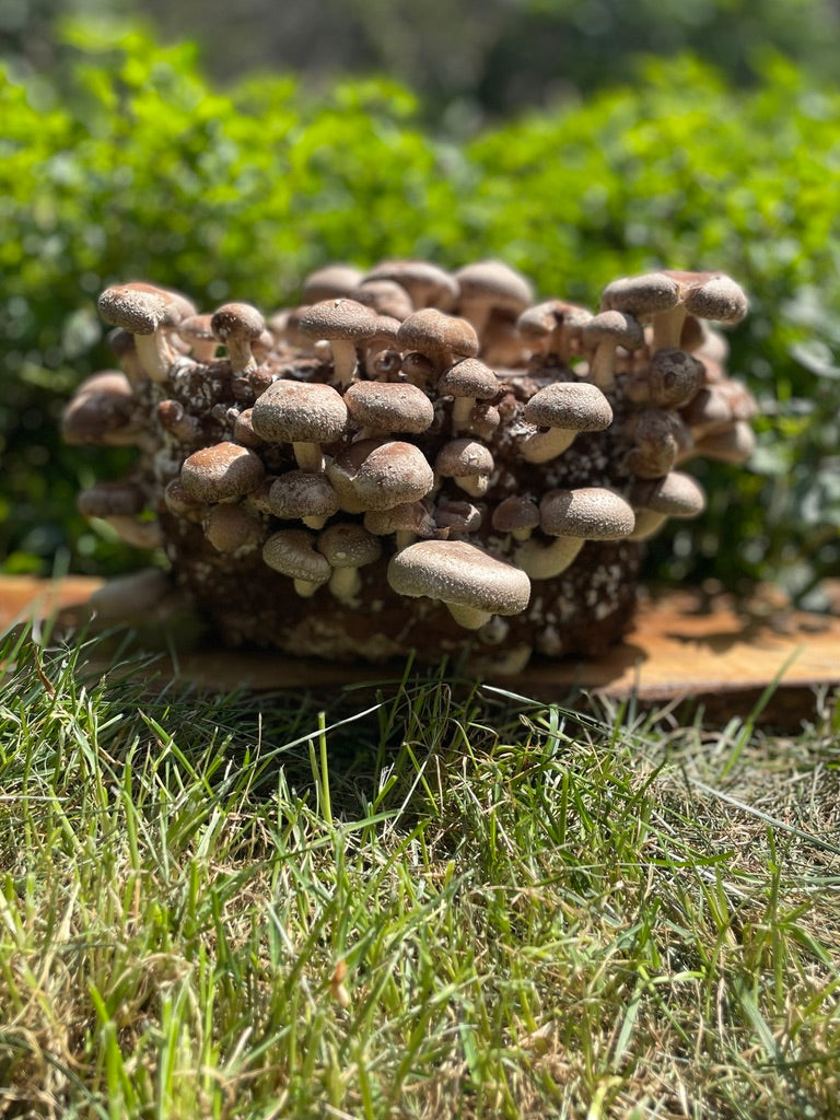 Shiitake Mushroom Grow Kit