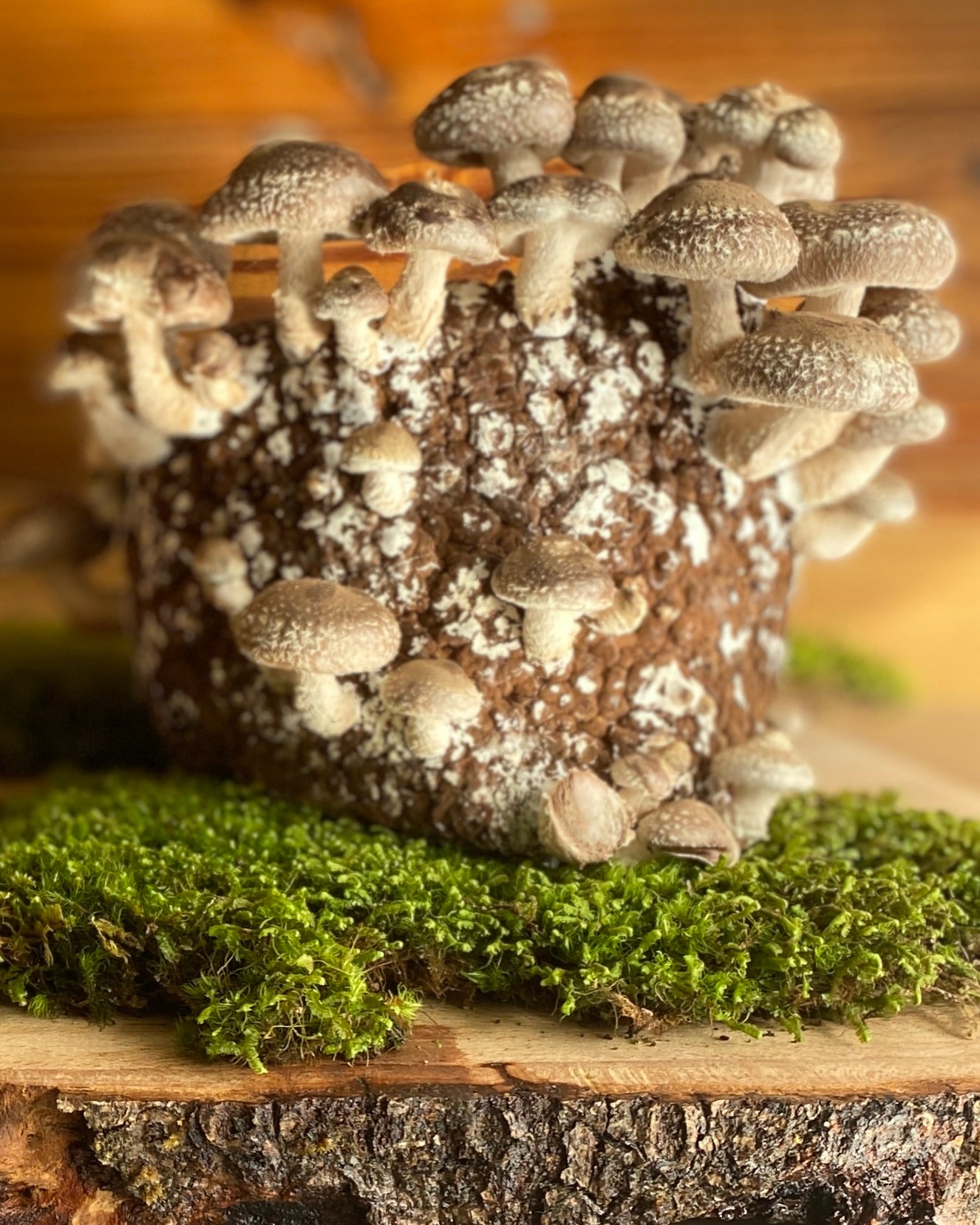 indoor mushroom plant Shiitake Mushroom Grow Kit