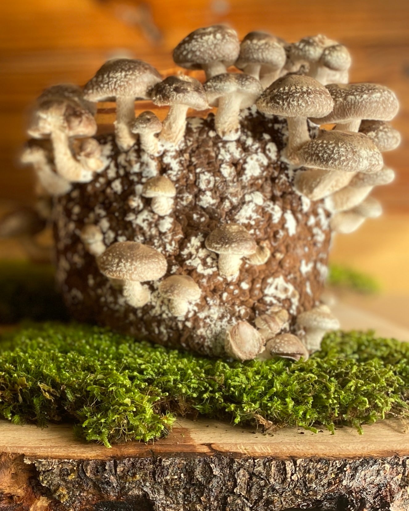 Shiitake Mushroom Grow Kit