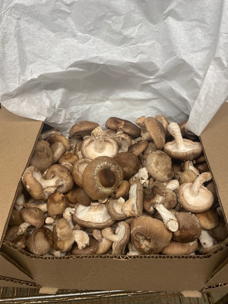 Fresh Organic Shiitake Mushrooms – Farm Pickup Only