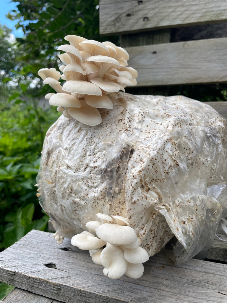 Snow White Oyster Mushroom Grow Kit