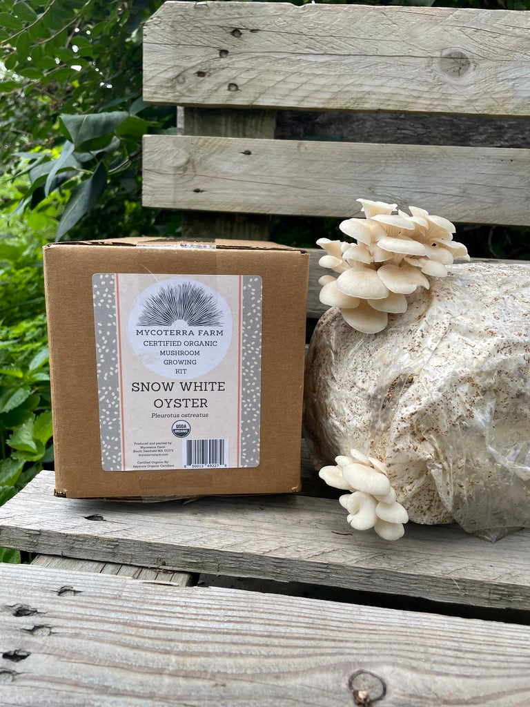 Snow White Oyster Mushroom Grow Kit