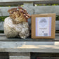 Pioppino Mushroom Grow Kit