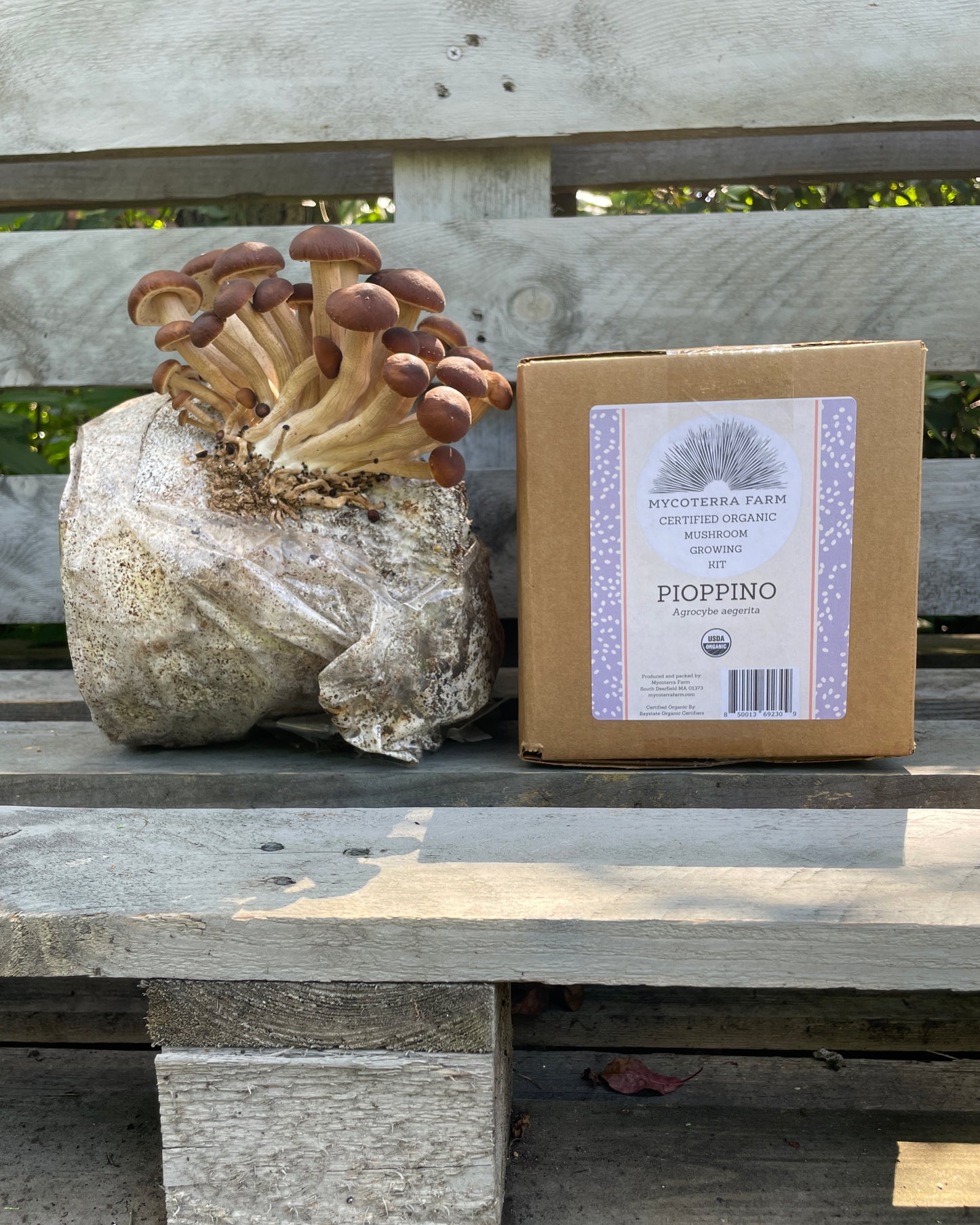 Pioppino Mushroom Grow Kit