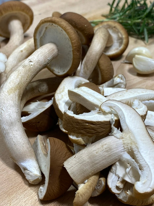 Fresh Organic Pioppino Mushrooms – Farm Pickup Only