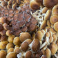 Fresh Organic Chestnut Mushrooms – Farm Pickup Only