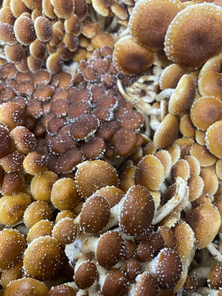 Fresh Organic Chestnut Mushrooms – Farm Pickup Only