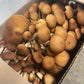 Fresh Organic Pioppino Mushrooms – Farm Pickup Only