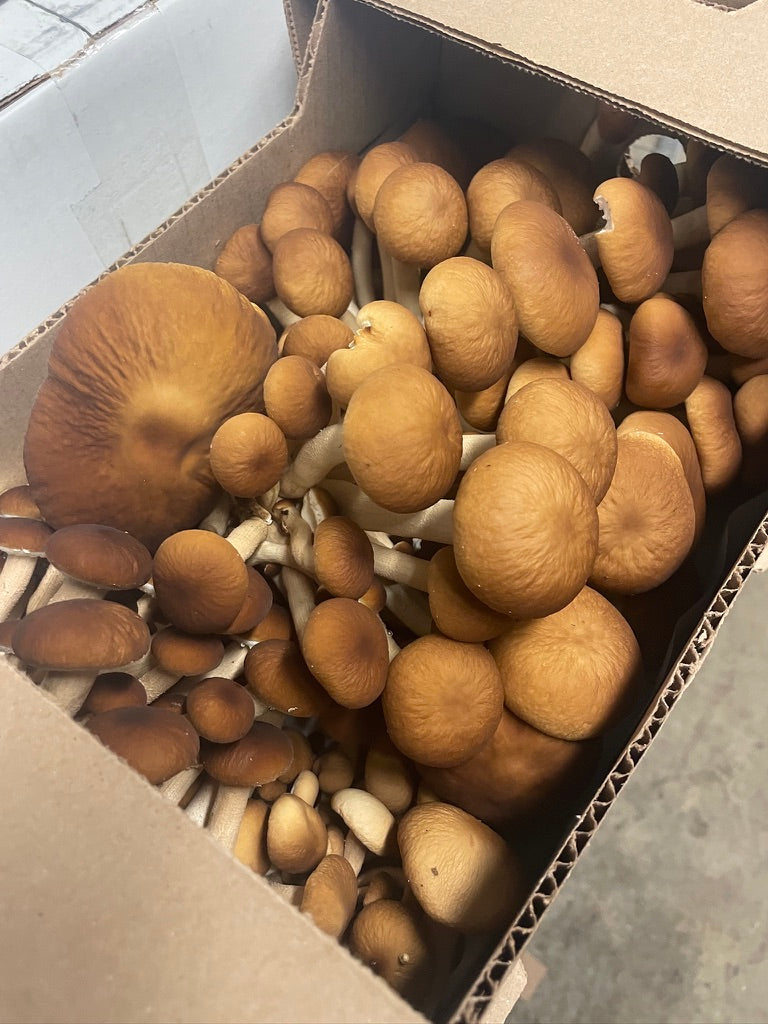 Fresh Organic Pioppino Mushrooms – Farm Pickup Only