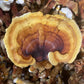Reishi Mushroom Grow Kit