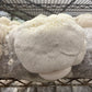 Fresh Organic Lion's Mane Mushrooms – Farm Pickup Only