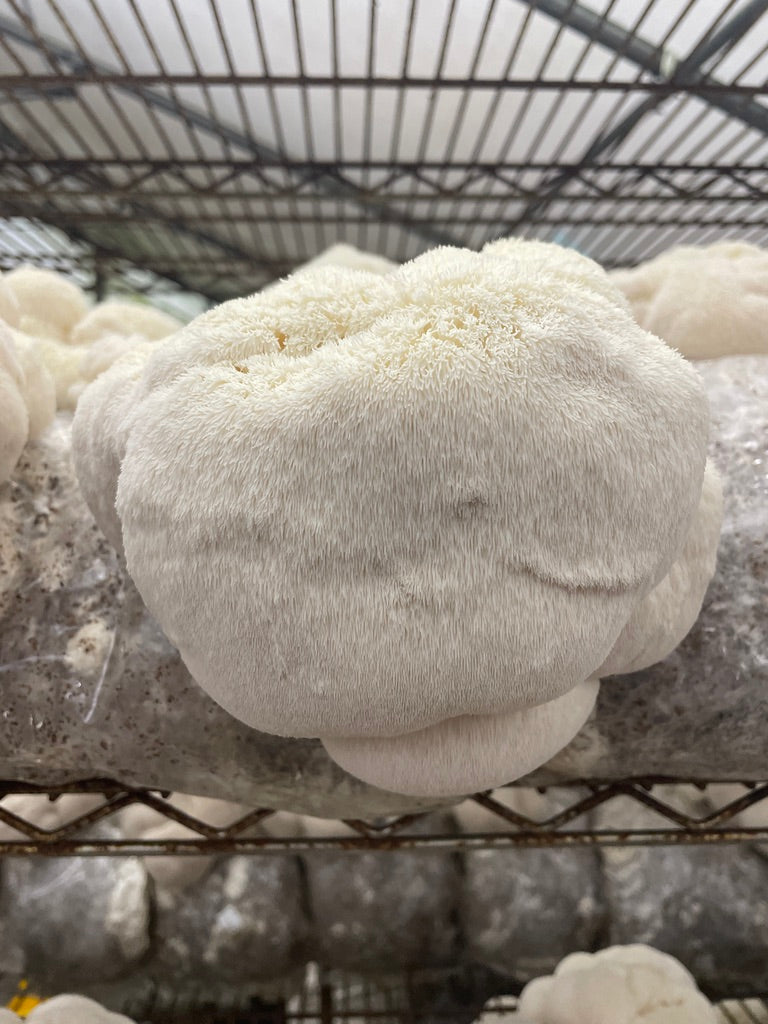 Fresh Organic Lion's Mane Mushrooms – Farm Pickup Only