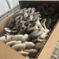 Fresh Organic Oyster Mushrooms – Farm Pickup Only