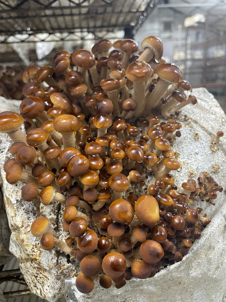 Fresh Organic Pioppino Mushrooms – Farm Pickup Only