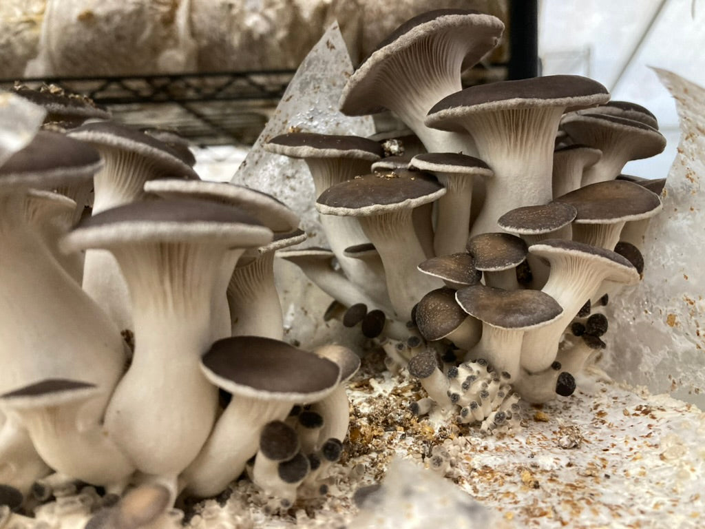 Black Pearl Oyster Mushroom Grow Kit