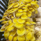 Yellow Oyster Mushroom Grow Kit