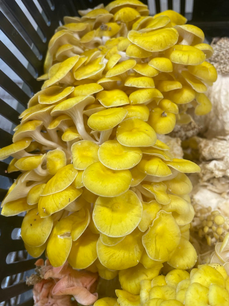 Yellow Oyster Mushroom Grow Kit