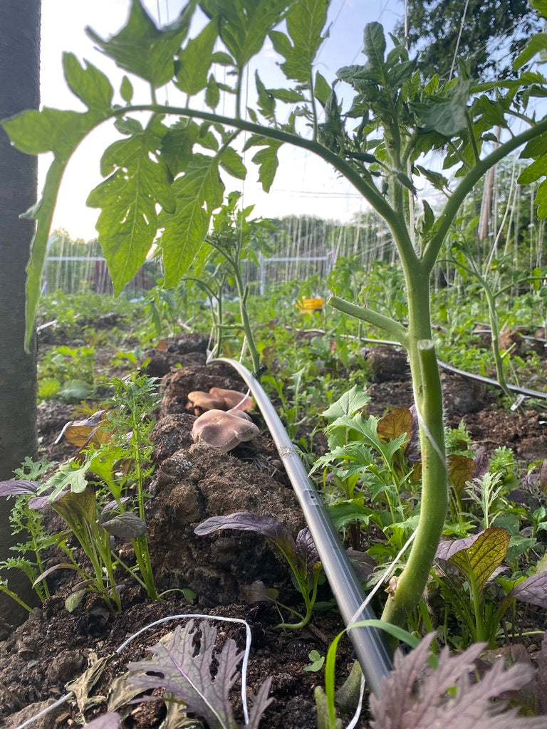 🌾 2026 Mycoterra Farm Grow With Us CSA – Farm Share Membership