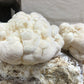 Lion's Mane Mushroom Grow Kit