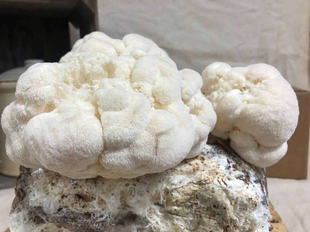 Lion's Mane Mushroom Grow Kit