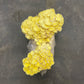 Yellow Oyster Mushroom Grow Kit